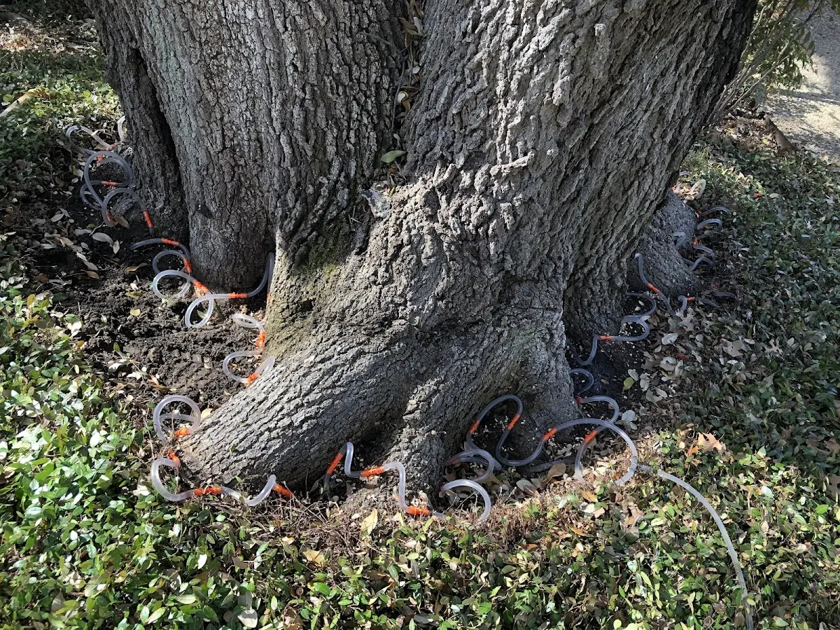 Detailed Tree Cabling and Bracing job site in Palos Verdes Peninsula